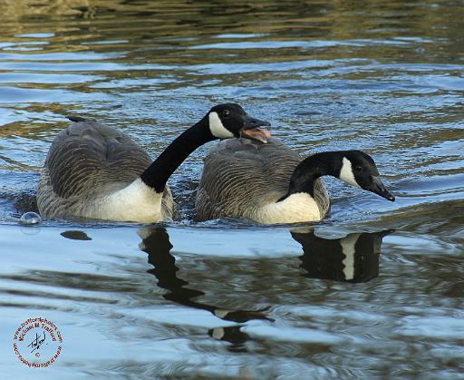 Canada Goose 9R005D-121.JPG